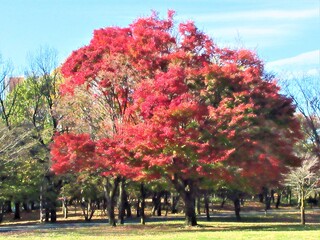 秋の赤い木