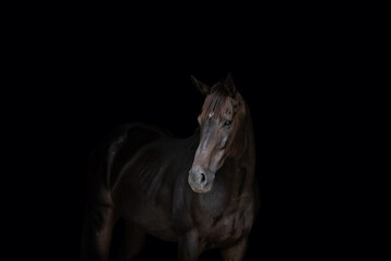 Obraz na płótnie Canvas Horse on Black Background