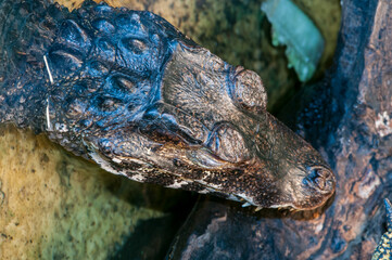 Closeup head shot of a Cuvier's dwarf caiman,