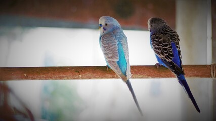 Beautiful birds. Beautiful Chlorophonia Blue-naped tanager, Chlorophonia cyanea, exotic tropical green songbird from australia. Wild animals of the. Bird watching in Australia. animals on the branch. 