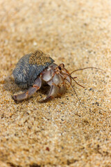 Hermit Crab Camping on the Beach
