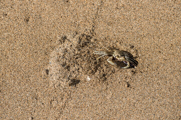 Ghost crab digging burrow in Hawaii