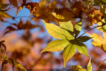 紅葉 もみじ 黄色 綺麗 葉っぱ  秋