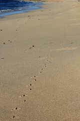 Bird footprints on the beach in the Ningaloo Reef, Western Australia.