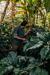 Smiling man picking coffee beans on a sunny day - coffee farmer picking coffee berries