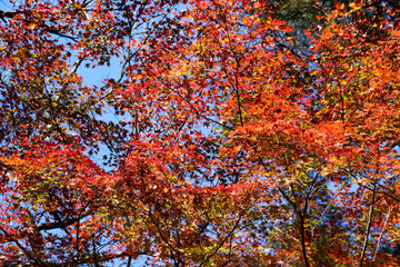 紅葉 もみじ 黄色 葉っぱ オレンジ 赤い