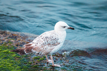Seagulls are one of the few species of seabirds that can survive drinking salt water and in general, they live for twenty years. Gulls communicate with their mates during the summer breeding season.