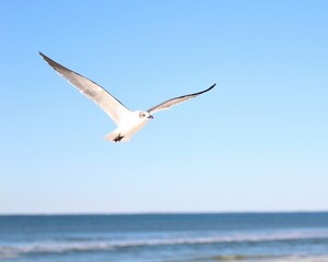 Fototapeta na wymiar A Seagull in Flight Above Laguna Beach in Panama City Beach, Florida