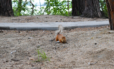 Little squirrel runs on the ground near the path. Beautiful little squirrel