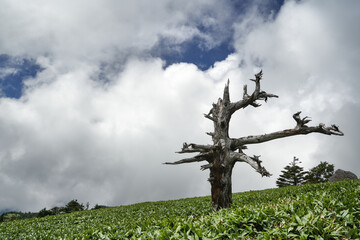 四国山地の瓶ヶ森（1897ｍ）の美しい風景