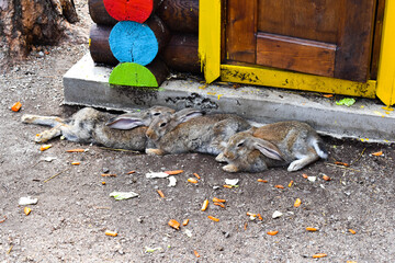 Three hares lie on the ground. Hares rest in the shade. © Medet