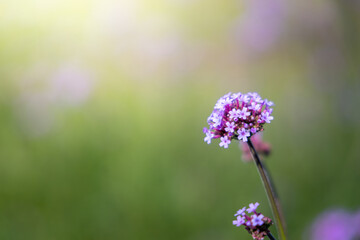 The background image of the colorful flowers