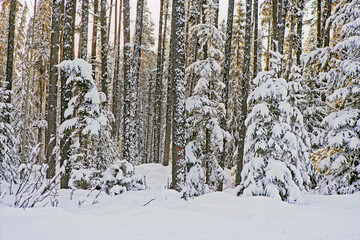 winter forest in the snow