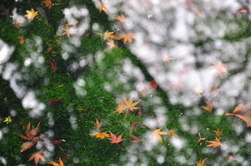 鎌倉の紅葉と水面