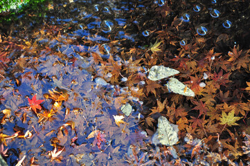鎌倉の紅葉と水面