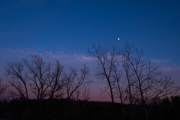 moon and trees