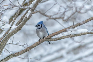 Perched Bluejay winter scene snow landscape
