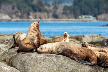 The steller sea lions in Hornby Island, Vancouver Island, BC Canada