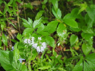 close-up of leaves and flowers
