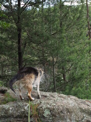 Fototapeta premium Dog shakes off after swim