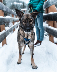 German shepherd standing on snowy bridge