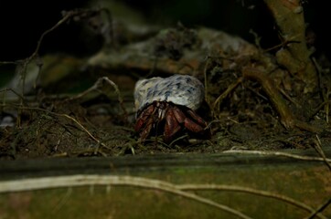 The hermit crabs of Costa Rica are a tourist attraction