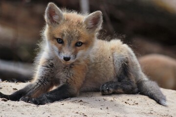 Young Red Fox Kit Resting