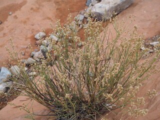 desert plant at red rocks