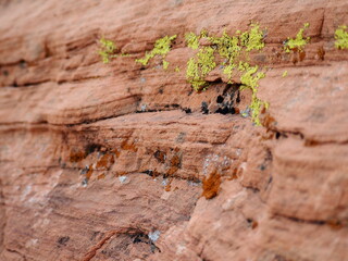 red rock growth