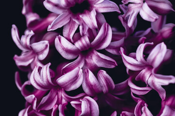 Fototapeta premium purple flower background