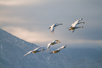 北アルプスと飛翔する白鳥たち