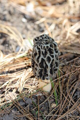 White Morel Mushroom