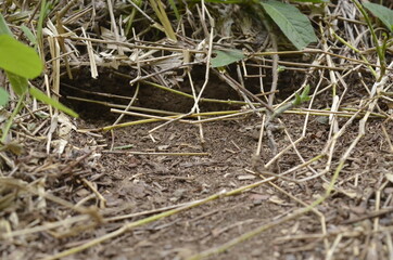 You will collect ants working in the field