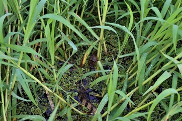 Crocodiles of Costa Rica are a world attraction