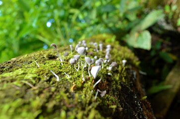 The  world fungi is awesome