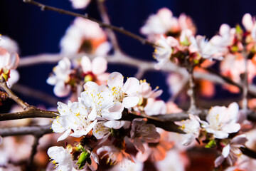 Sakura flowers in the red rays of the rising sun