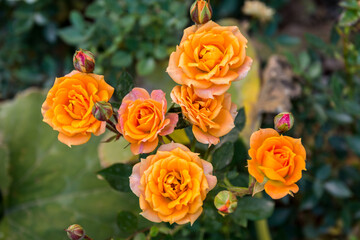 Close-up of golden roses flower blossoming in the garden of Tehran,  Iran