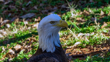 Head shot of American Bald Eagle