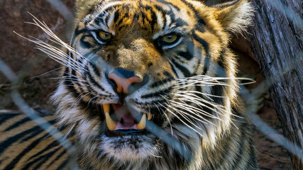 Portrait of a Bengal Tiger