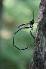 Female Pelecinid Wasp on a Tree Trunk