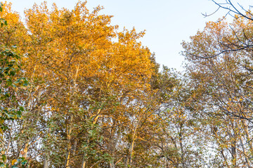 Golden forest in autumn in Sa'dabad palace Complex, built by the Qajar and Pahlavi monarchs, located in Shemiran, Greater Tehran, Iran