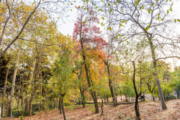 Naklejka premium Golden forest in autumn in Sa'dabad palace Complex, built by the Qajar and Pahlavi monarchs, located in Shemiran, Greater Tehran, Iran
