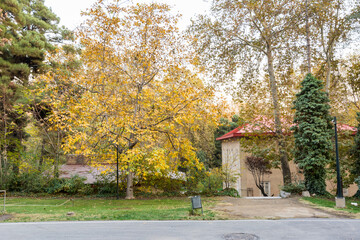 Golden forest in autumn in Sa'dabad palace Complex, built by the Qajar and Pahlavi monarchs, located in Shemiran, Greater Tehran, Iran