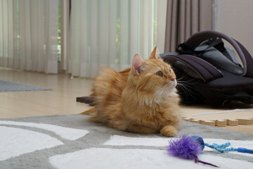 見つめる猫（マンチカン）