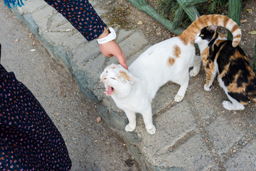  A female's hand touching a homeless ferocious Persian white cat at the Tochal complex, Tehran,...