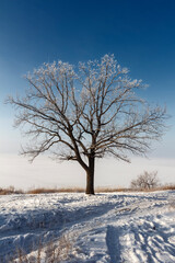 A lonely tree is covered with frost on the snow-covered river bank.