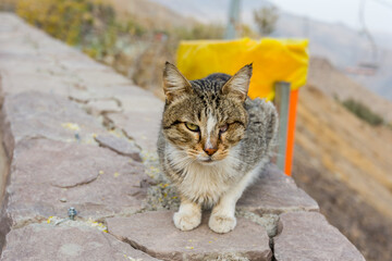 Obraz premium Persian grey homeless cat sitting on the balcony with background of trash bin and mountain in Iran