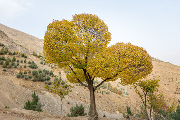 One tree with golden leaves with mountain background on the roadside to Tochal mountain, Tehran, Iran. which is a popular recreational region for Tehran's residents