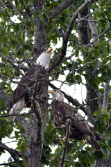 A pair of American bald eagles in a cottonwood tree along Alaska's Russian River on the Kenai Peninsula.