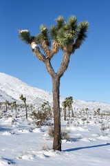 Snowy winter in Joshua Tree National Park, California, USA